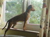 Zwergpinscher Hund