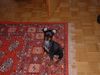 Zwergpinscher Foto: Ares von Mehrhof (ID 7133) Zwergpinscher Hund