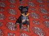 Zwergpinscher Foto: Ares aus Villach (ID 6510) Zwergpinscher Hund