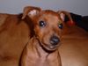 Zwergpinscher Foto: Sooo brav!! (ID 14587) Zwergpinscher Hund