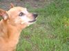Zwergpinscher Foto: Und immer am Motzen! (ID 6819) Zwergpinscher Hund