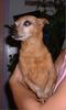 Zwergpinscher Foto: Speedy am 27.09.03 verstorben (ID 6811) Zwergpinscher Hund