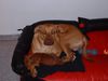Zwergpinscher Foto: Ich hab nix gemacht (ID 17148) Zwergpinscher Hund