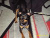 Zwergpinscher Foto: Rambo (ID 27249) Zwergpinscher Hund