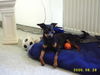 Zwergpinscher Foto: Rambo (ID 27250) Zwergpinscher Hund