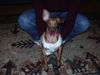 Zwergpinscher Foto: phoebe ist sie nicht eine schöne lady (ID 16892) Zwergpinscher Hund
