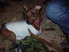 Zwergpinscher Foto: hmm wär ist da ?? (ID 16907) Zwergpinscher Hund