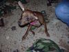 Zwergpinscher Foto: uii das beißt!!! (ID 16909) Zwergpinscher Hund