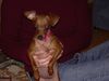 Zwergpinscher Foto: phoebe (ID 16893) Zwergpinscher Hund