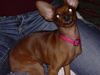 Zwergpinscher Foto: hallooooo°°!!!!!!! (ID 16910) Zwergpinscher Hund