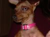 Zwergpinscher Foto: bin ich müde (ID 16895) Zwergpinscher Hund