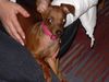 Zwergpinscher Foto: ich bin schon 6 monate alt ... (ID 16894) Zwergpinscher Hund