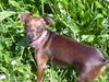 Zwergpinscher Foto: phoebe (ID 23799) Zwergpinscher Hund