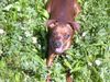 Zwergpinscher Foto: phoebe (ID 23800) Zwergpinscher Hund