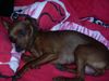 Zwergpinscher Foto: phoebe (ID 23804) Zwergpinscher Hund