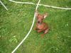 Zwergpinscher Foto: unsere süße Quille (ID 14987) Zwergpinscher Hund