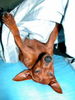 Zwergpinscher Foto: Traumquille (ID 35383) Zwergpinscher Hund