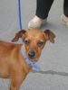 Zwergpinscher Foto: Daisy, unser süßes Findelkind (ID 4180) Zwergpinscher Hund
