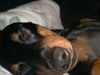 Zwergpinscher Foto: Bafi schläft (ID 19570) Zwergpinscher Hund