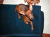 Zwergpinscher Foto: Quille vom Cronsbach (ID 15979) Zwergpinscher Hund