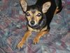 Zwergpinscher Foto: Cinderella (ID 16372) Zwergpinscher Hund