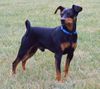 Zwergpinscher Foto: RUSTY VON DER PORTA, Deckrüde u. Agilitysportler (ID 13854) Zwergpinscher Hund