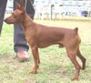 Zwergpinscher Foto: Eddy maschio di 2 anni (ID 3484) Zwergpinscher Hund