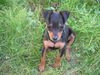Zwergpinscher Foto: Emily (ID 25161) Zwergpinscher Hund