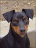 Zwergpinscher Foto: ......Mein süßer Fendi..... (ID 8352) Zwergpinscher Hund