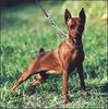 Zwergpinscher Foto: Weltsiegerin2000 GESY DI KRISTIANDEN (ID 1639) Zwergpinscher Hund