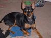 Zwergpinscher Foto: Gina (ID 5873) Zwergpinscher Hund