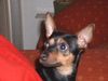 Zwergpinscher Foto: Gina mit 1 Jahr (ID 11481) Zwergpinscher Hund