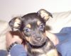 Zwergpinscher Foto: Hallo ich bin Butsher und mache meinem Frauchen und meinem Herrchen viel Freude (ID 18031) Zwergpinscher Hund