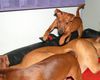 Zwergpinscher Foto: Woody im Liebestaumel (ID 16565) Zwergpinscher Hund