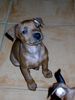 Zwergpinscher Foto: Baby von unserem Züchter ... sweet!!! (ID 8389) Zwergpinscher Hund