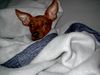 Zwergpinscher Foto: Princess (ID 8388) Zwergpinscher Hund