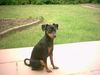 Zwergpinscher Foto: Tommy vom alten Zoll (ID 16677) Zwergpinscher Hund