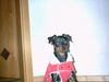 Zwergpinscher Foto: Tommy vom alten Zoll (ID 16679) Zwergpinscher Hund