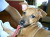 Zwergpinscher Foto: zwergpinscher oder podengo (ID 18938) Zwergpinscher Hund