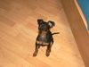 Zwergpinscher Foto (ID 35660) Zwergpinscher Hund