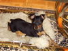 Zwergpinscher Foto: Emily 15 Wochen (ID 25335) Zwergpinscher Hund
