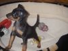Zwergpinscher Foto: Zwergpinscher-Welpe 8 Wochen jung (ID 37445) Zwergpinscher Hund