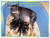 Zwergpinscher Foto: Unsere (ID 37447) Zwergpinscher Hund