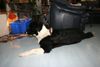Zwergpinscher Foto: Snoopy und seine große Liebe Akira (ID 20203) Zwergpinscher Hund