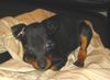 Zwergpinscher Foto: Aicha mit 9 Wochen (ID 6721) Zwergpinscher Hund