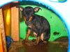 Zwergpinscher Foto: Aícha (kleiner Gnom) (ID 17860) Zwergpinscher Hund