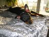 Zwergpinscher Foto: Aicha (ID 7830) Zwergpinscher Hund