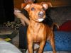 Zwergpinscher Foto: Ich liebe Joghurt (ID 15263) Zwergpinscher Hund