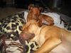 Zwergpinscher Foto: Ohrenpflege (ID 15264) Zwergpinscher Hund