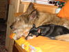 Zwergpinscher Foto: Gipsy und Comic (ID 30969) Zwergpinscher Hund